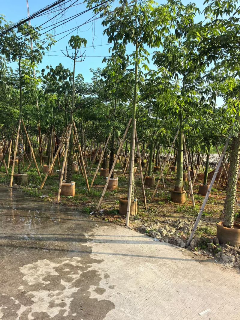 美丽异木棉，12-15-18公分。普宁苗木基地