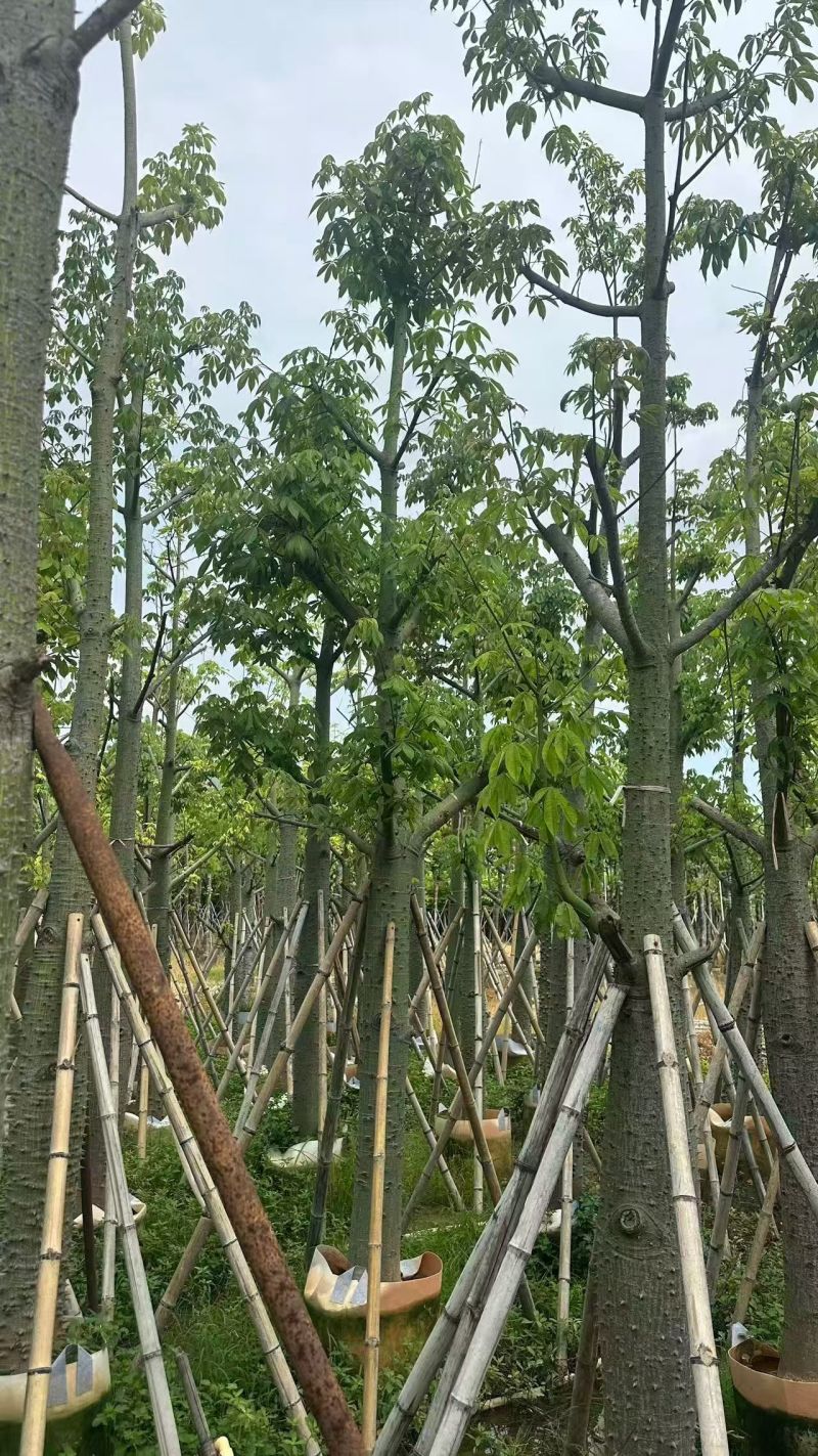 美丽异木棉，12-15-18公分。普宁苗木基地