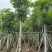 桃花心木，12-14公分。普宁苗木基地直供