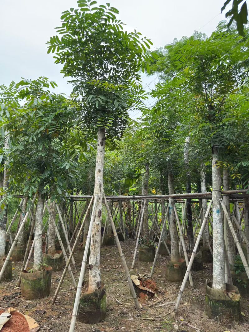 桃花心木，12-14公分。普宁苗木基地直供