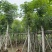 桃花心木，12-14公分。普宁苗木基地直供
