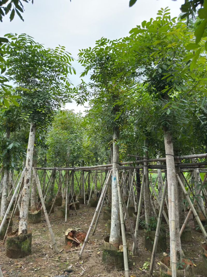 桃花心木，12-14公分。普宁苗木基地直供