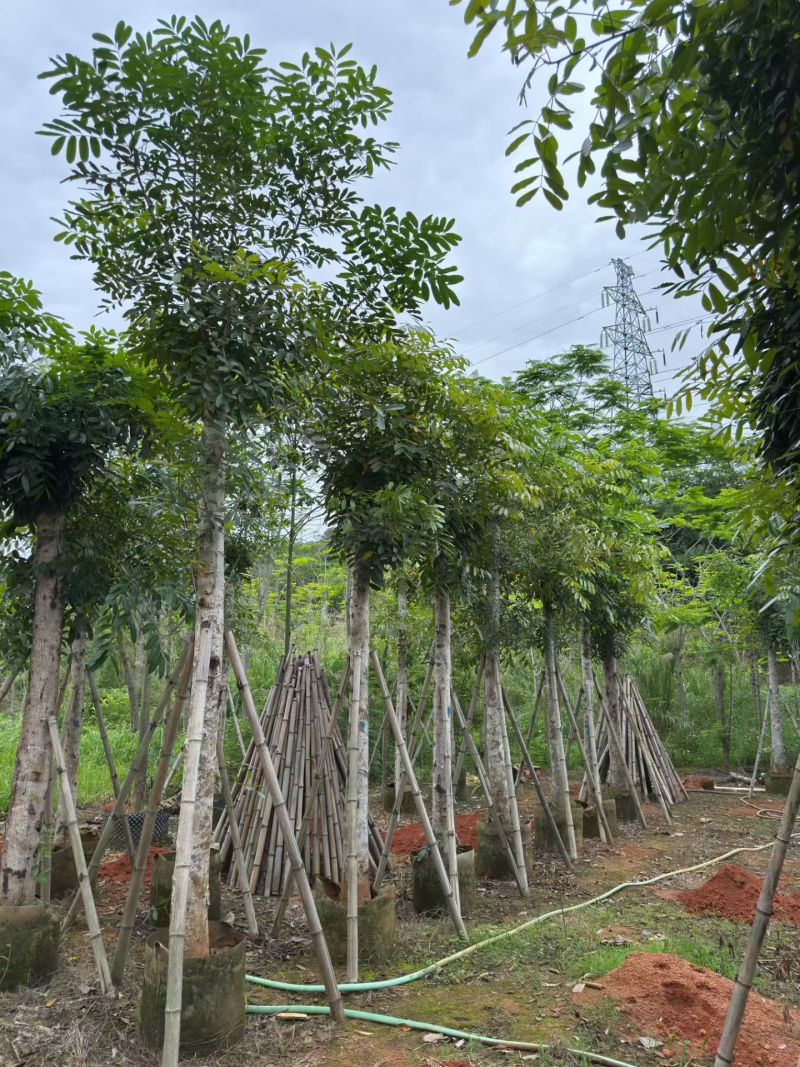 桃花心木，12-14公分。普宁苗木基地直供