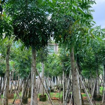 桃花心木，12-14公分。普宁苗木基地直供