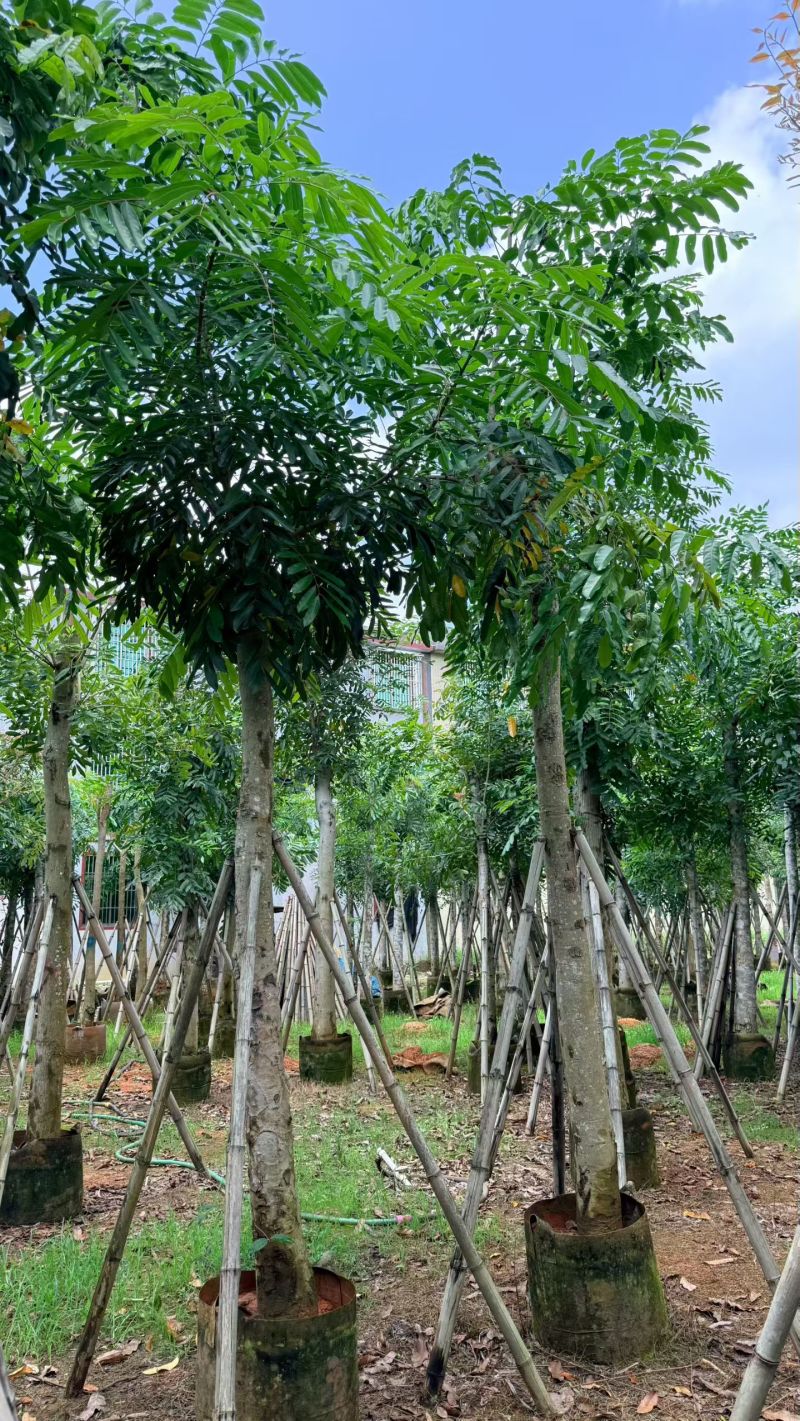 桃花心木，12-14公分。普宁苗木基地直供