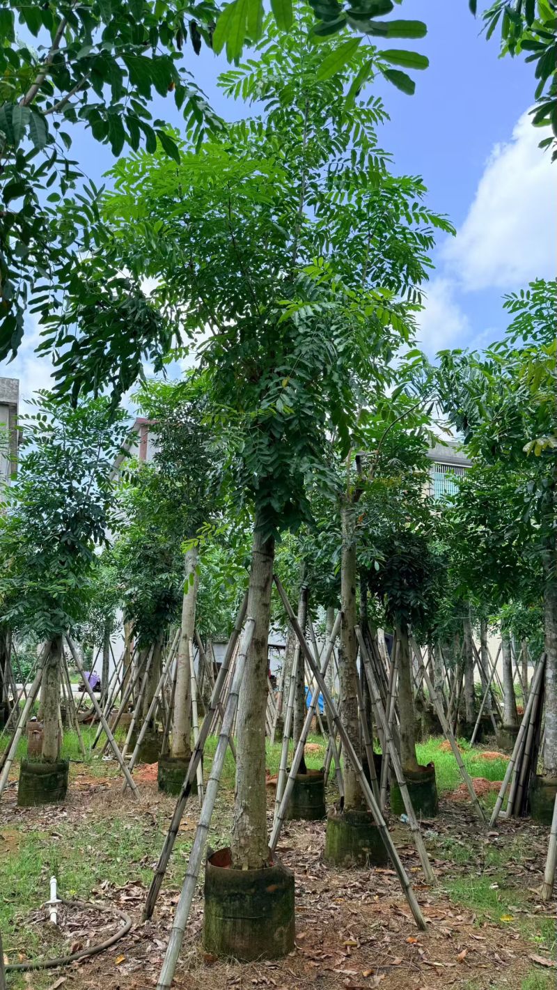 桃花心木，12-14公分。普宁苗木基地直供