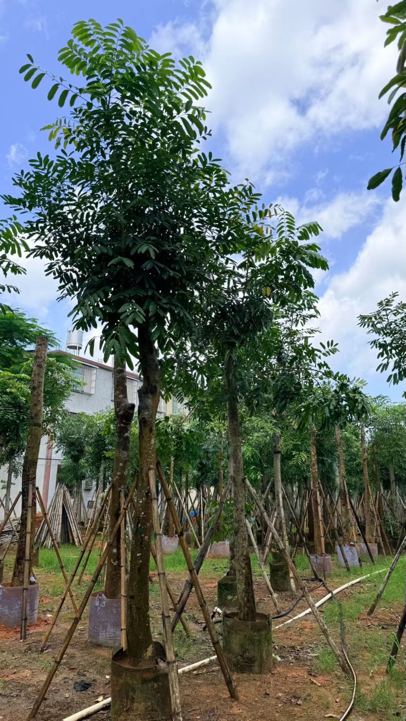 桃花心木，12-14公分。普宁苗木基地直供
