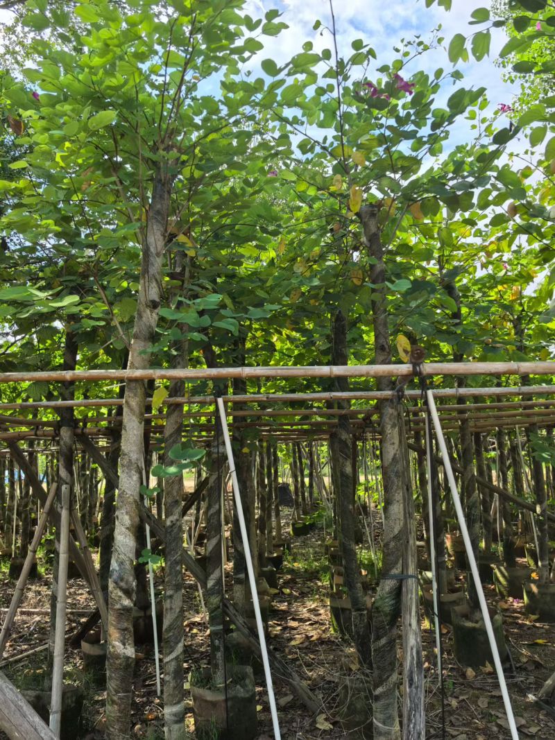 红花紫荆8-9公分。普宁苗木