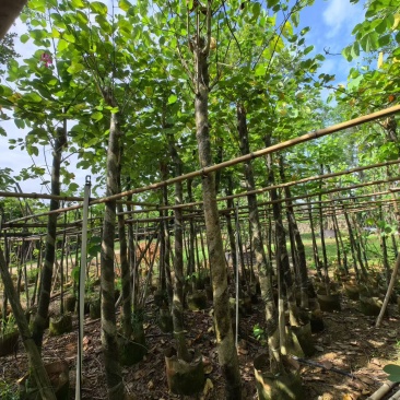 红花紫荆8-9公分。普宁苗木