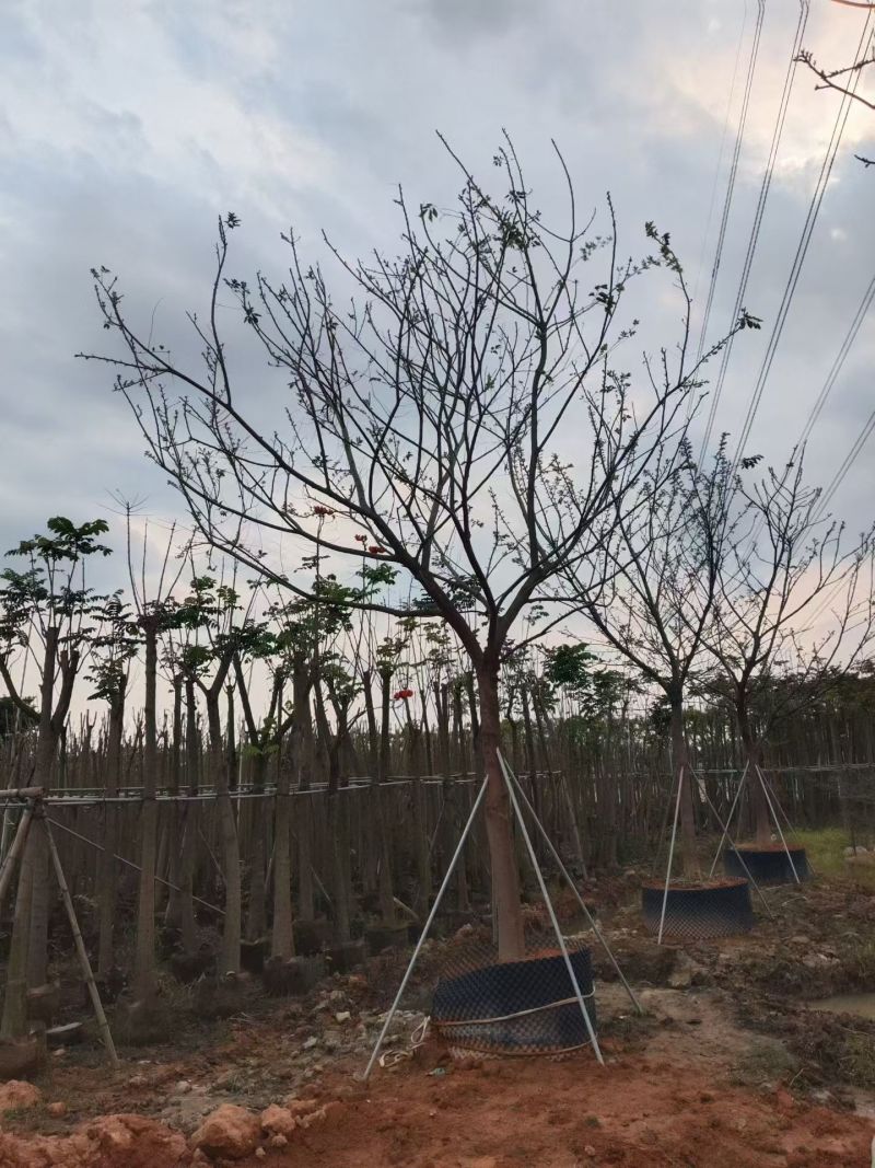 朴树12公分。普宁苗木