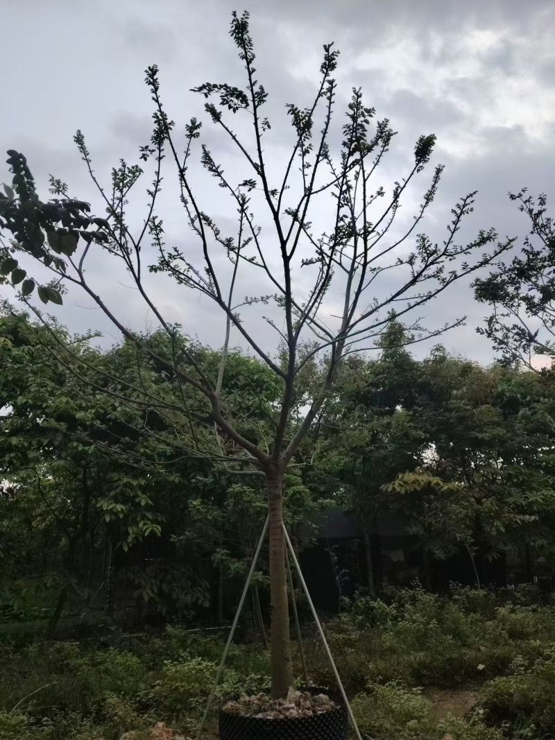 朴树12公分。普宁苗木