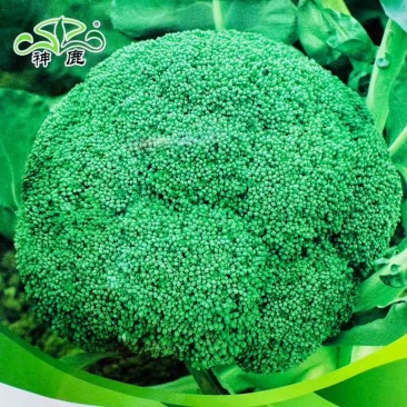 秀丽早熟优秀西兰花花椰菜种子四季蔬菜种1000粒