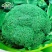 鲜之绿65西兰花种子耐寒早熟西蓝花花椰菜种籽子四季蔬菜种20