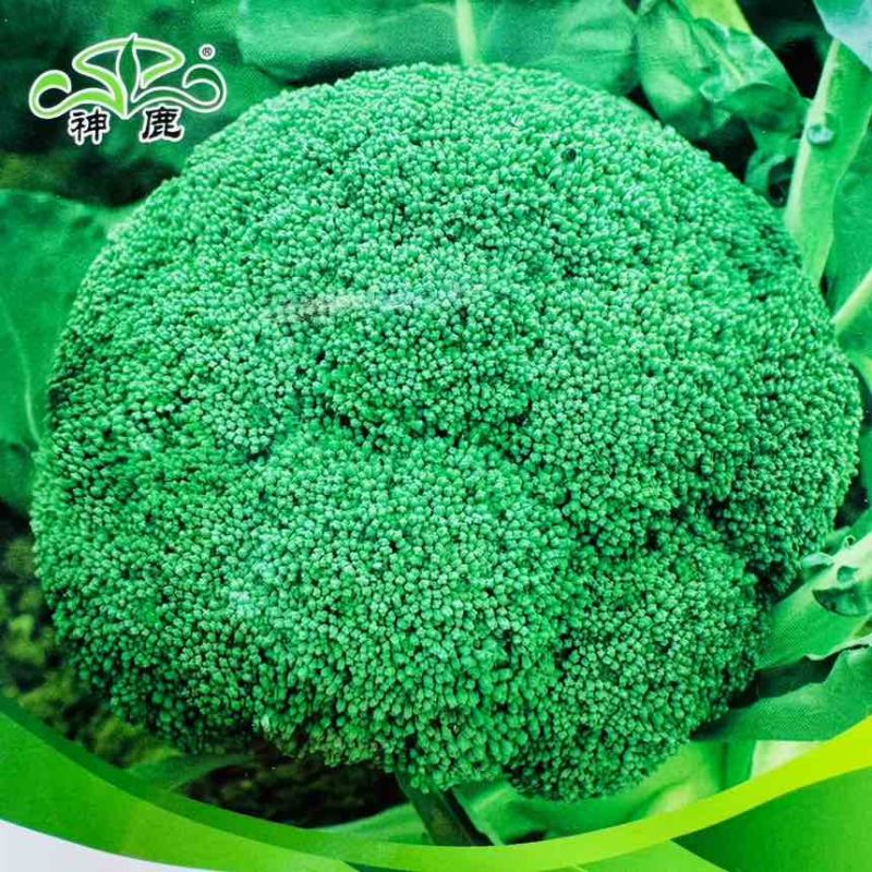 鲜之绿65西兰花种子耐寒早熟西蓝花花椰菜种籽子四季蔬菜种20