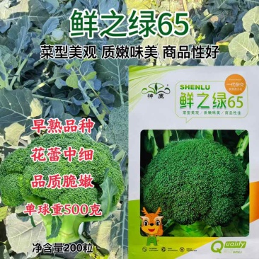 鲜之绿65西兰花种子耐寒早熟西蓝花花椰菜种籽子四季蔬菜种20