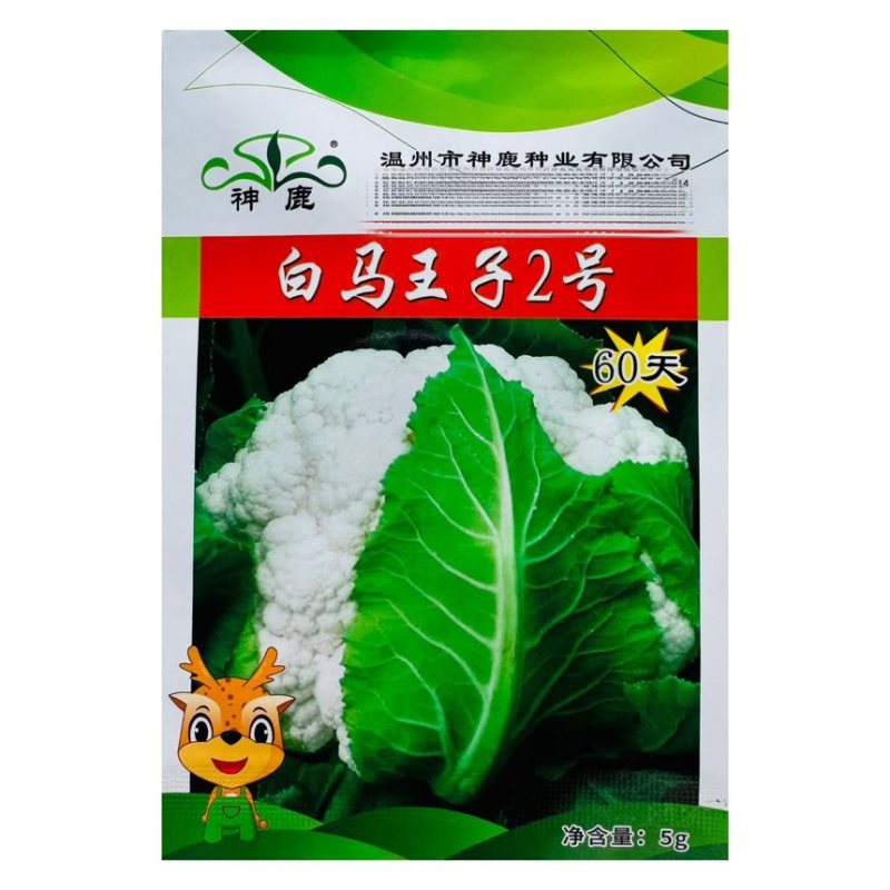 白马王子2号早熟花椰菜种子花球洁白紧实菜花鲜美可口耐运输适应