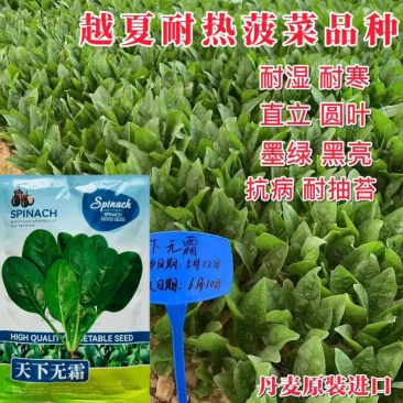天下无霜丹麦原装进口抗病抗死棵耐热耐高温全国各地均可播