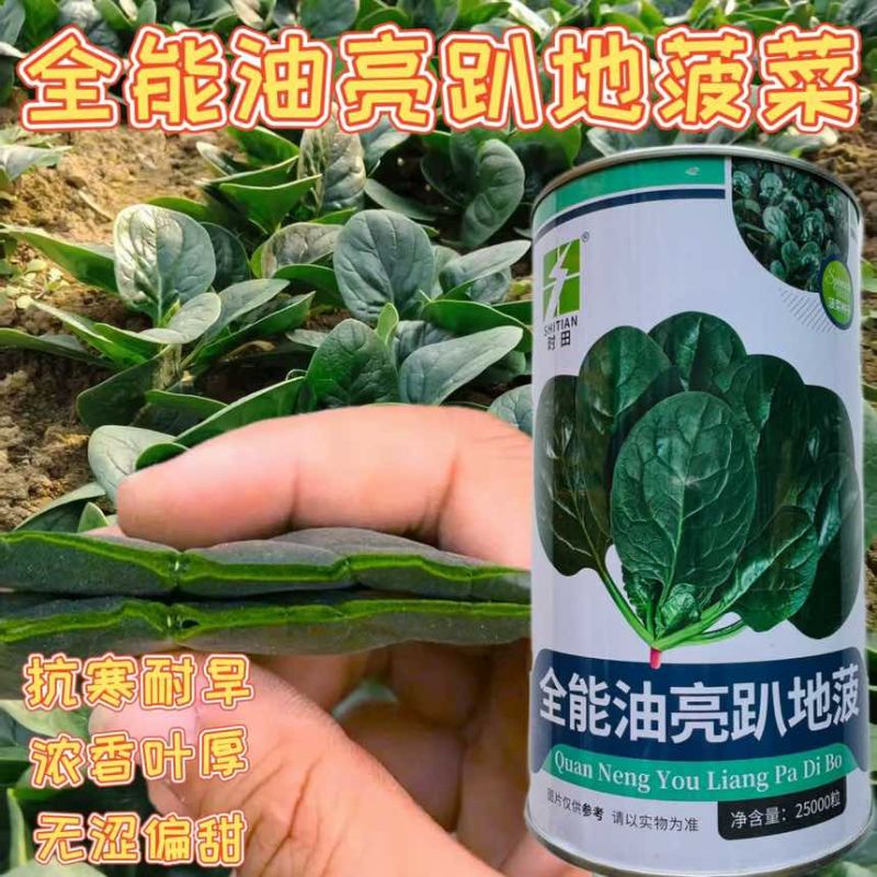 全能油亮趴地菠菜种子产量高抗病耐热耐寒厚肉圆叶趴地菠菜比普