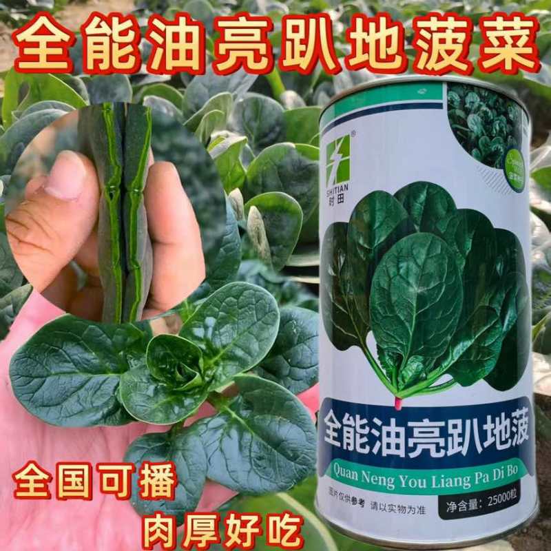 全能油亮趴地菠菜种子产量高抗病耐热耐寒厚肉圆叶趴地菠菜比普