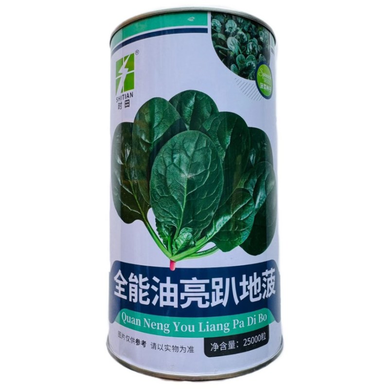 全能油亮趴地菠菜种子产量高抗病耐热耐寒厚肉圆叶趴地菠菜比普