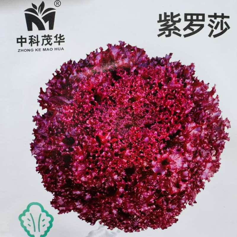 紫罗莎四季生菜种子脆甜好吃根系发达富含花青素生长快速