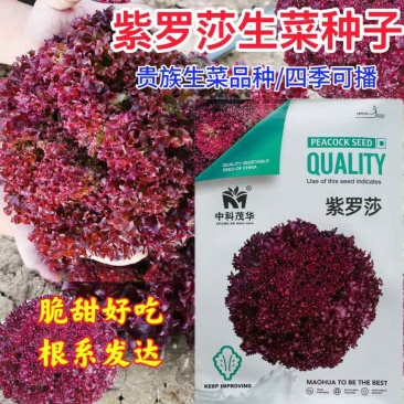 紫罗莎四季生菜种子脆甜好吃根系发达富含花青素生长快速