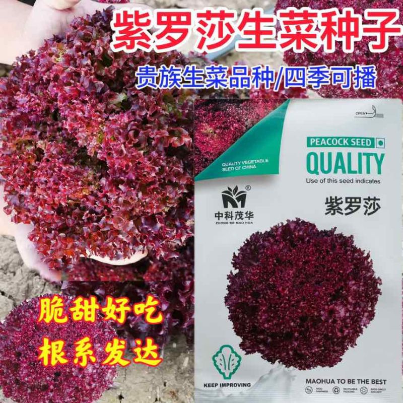 紫罗莎四季生菜种子脆甜好吃根系发达富含花青素生长快速
