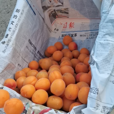 金太阳黄杏