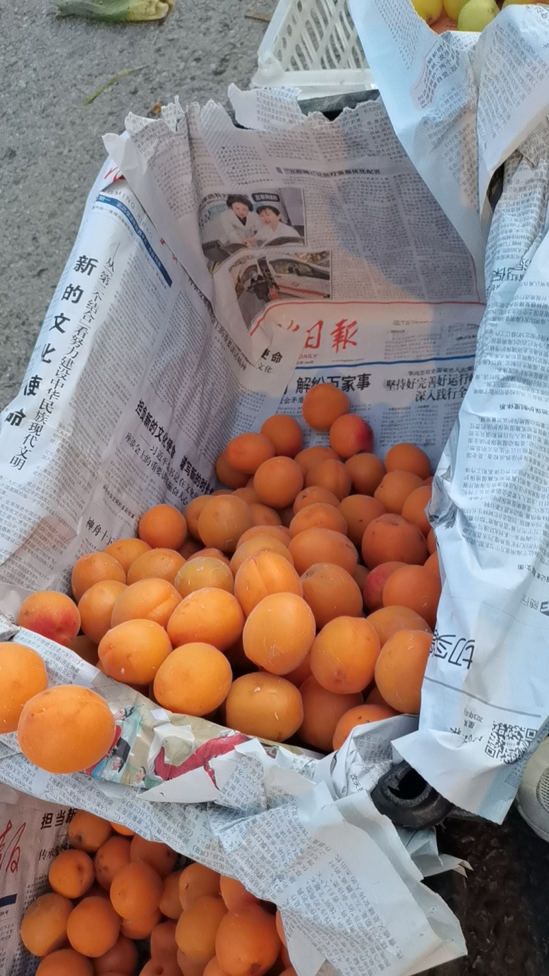 金太阳黄杏