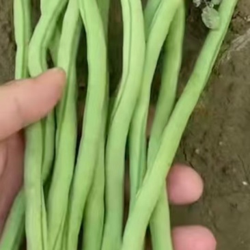 架豆王
