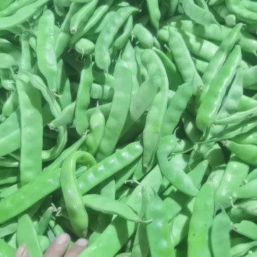 油豆