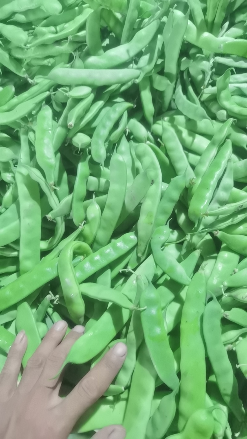 油豆