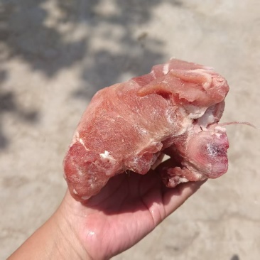 猪骨头猪臀骨