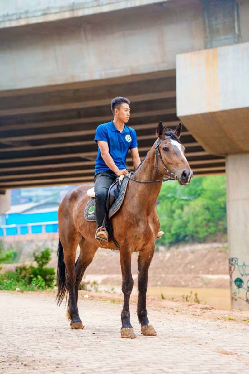 改良马骟马