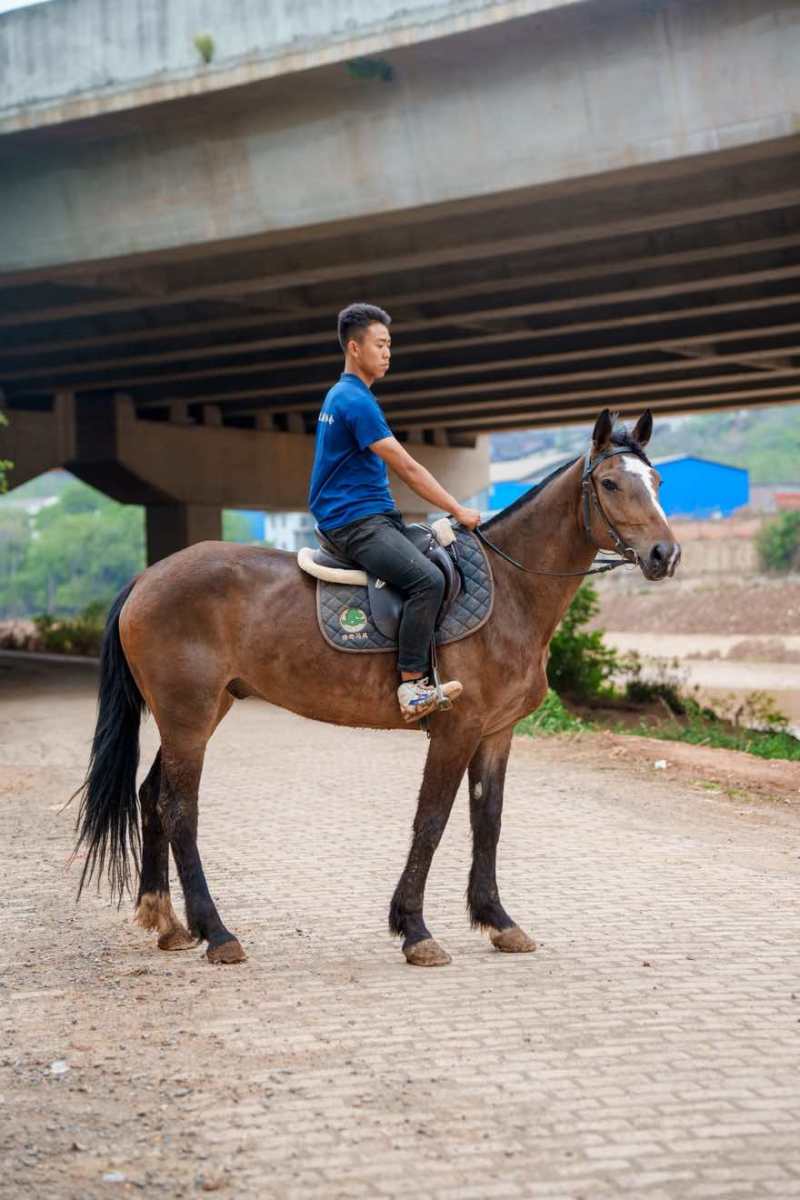 改良马骟马