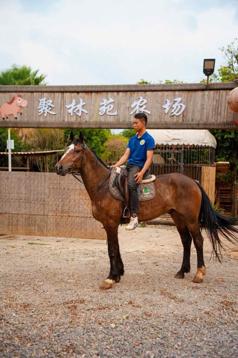 改良马骟马