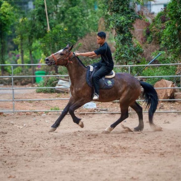 改良马骟马
