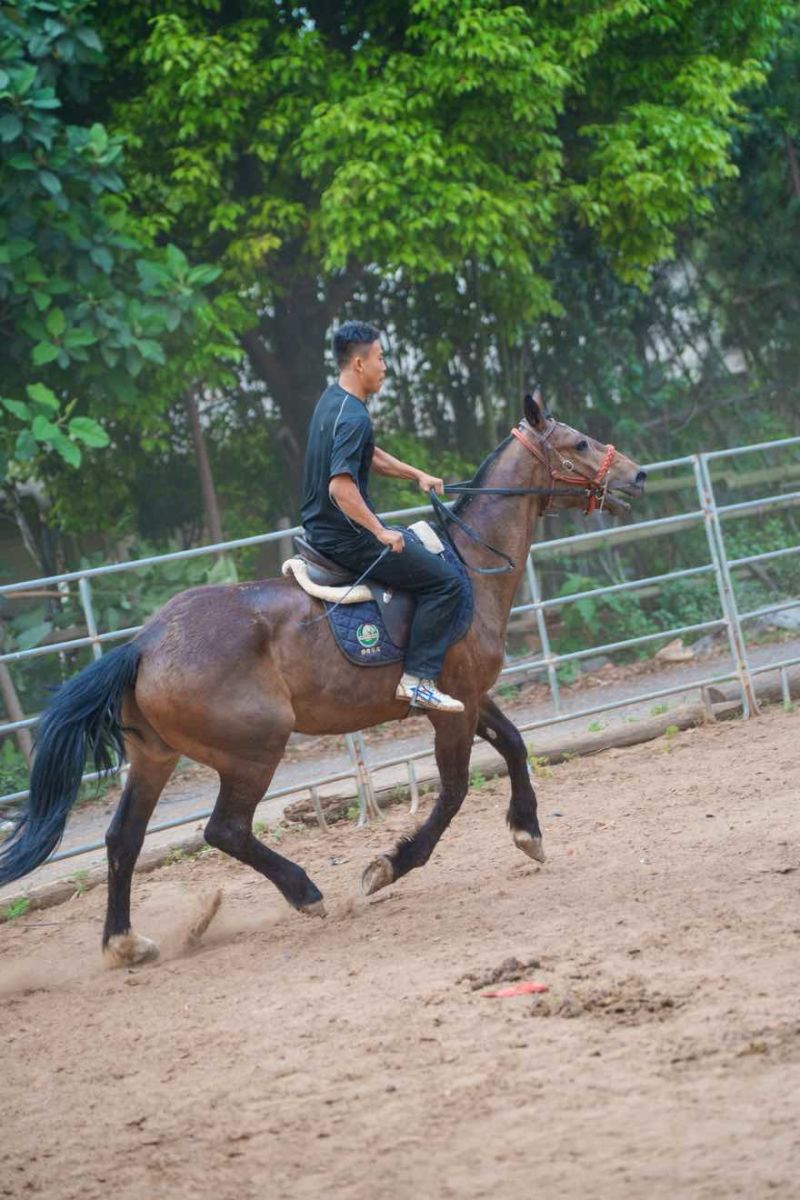 改良马骟马