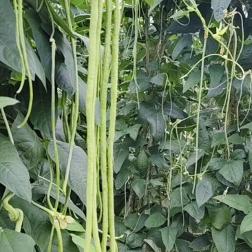 豆角
