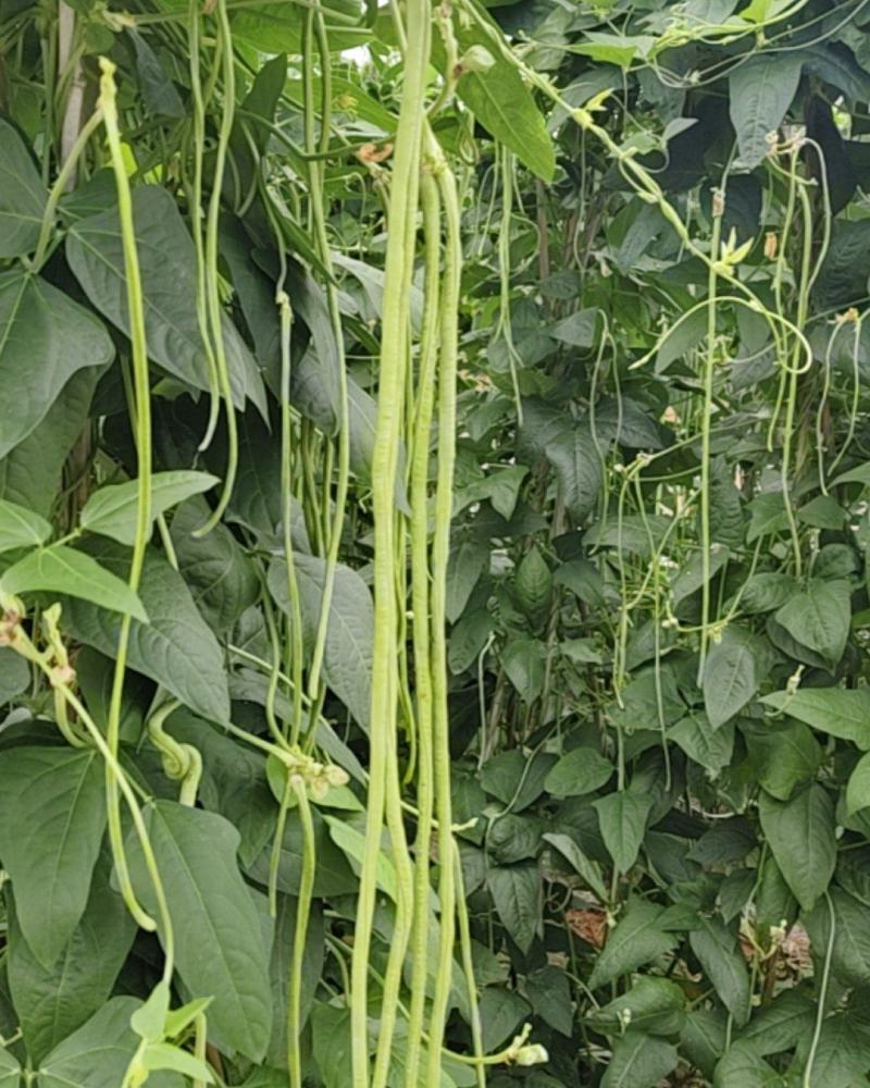 豆角