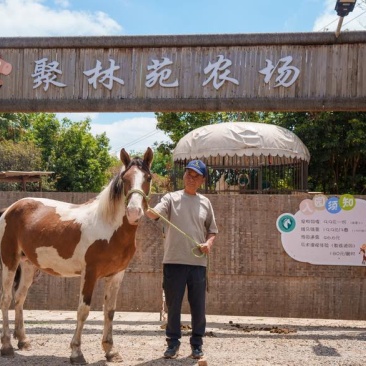 蒙古马公马肩高144，3岁，野骑教学，标价为定金