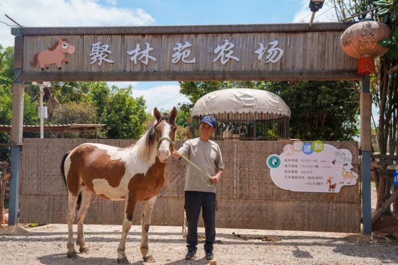 蒙古马公马肩高144，3岁，野骑教学，标价为定金