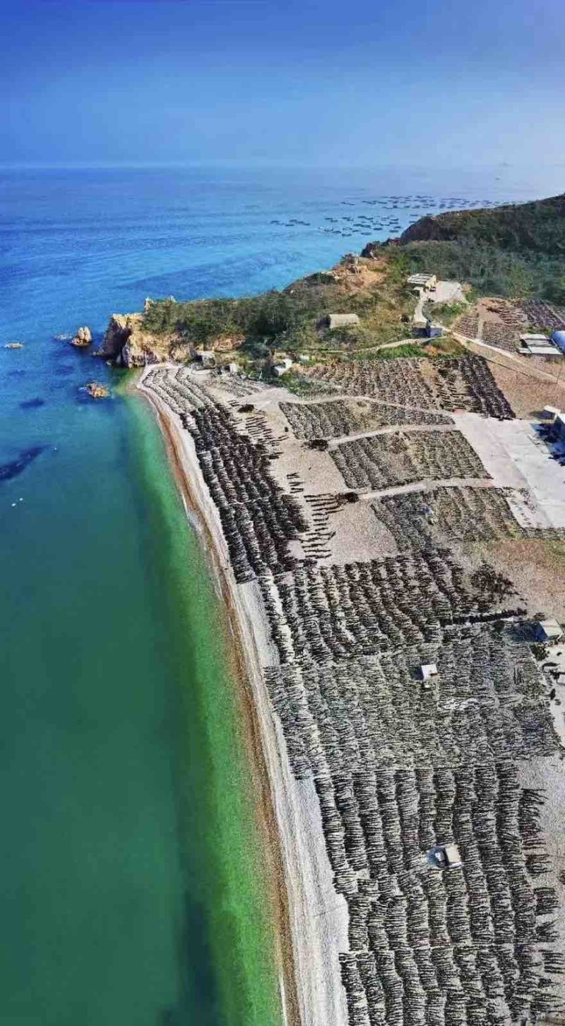 烟台大钦岛海带直销
