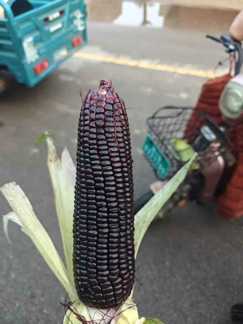 黑玉米