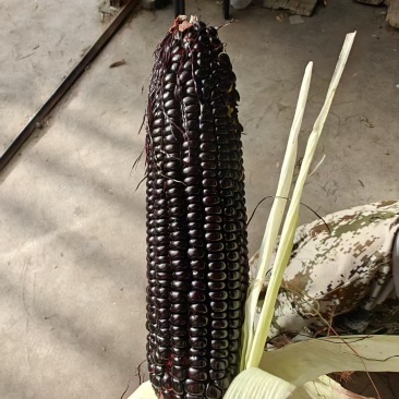 黑玉米