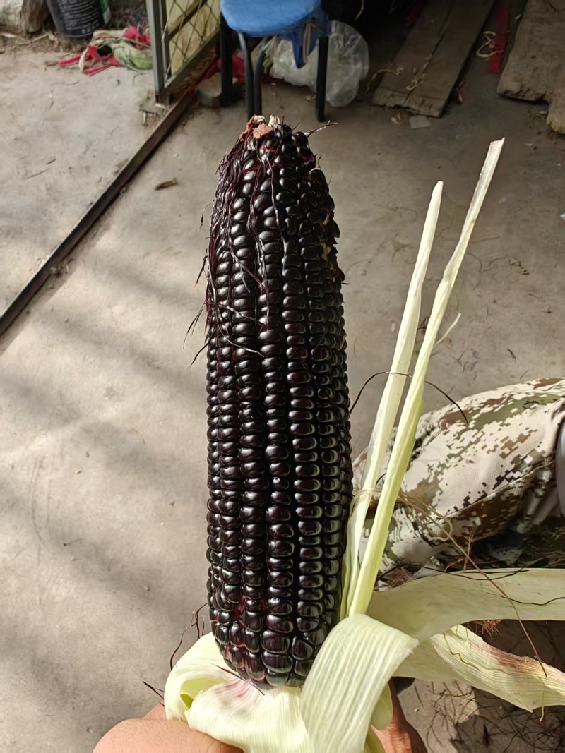 黑玉米