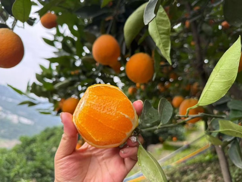 湖北秭归伦晚脐橙