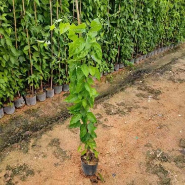 炮仗花20-200高，3斤袋，7斤袋，十斤袋，盆苗，大量出售