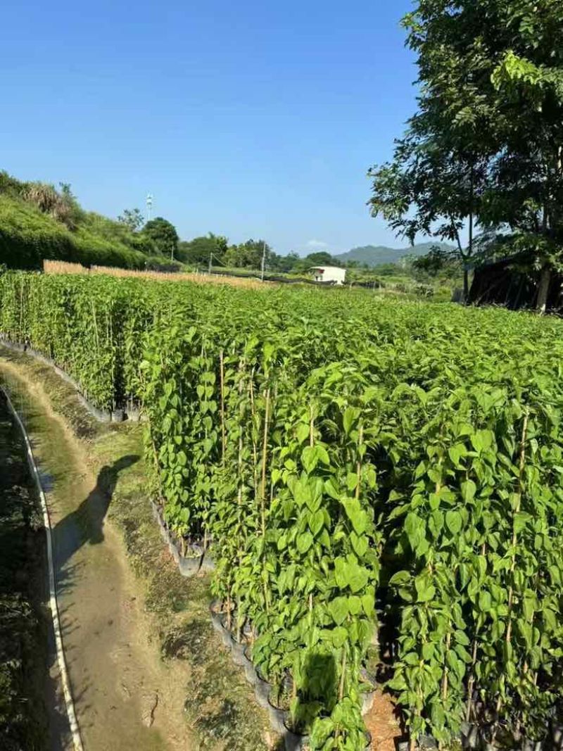 炮仗花20-200高，3斤袋，7斤袋，十斤袋，盆苗，大量出售