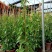炮仗花20-200高，3斤袋，7斤袋，十斤袋，盆苗，大量出售